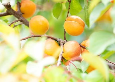 🍊杏コンフイチュール&コンポート(各180g) 3本入ギフト