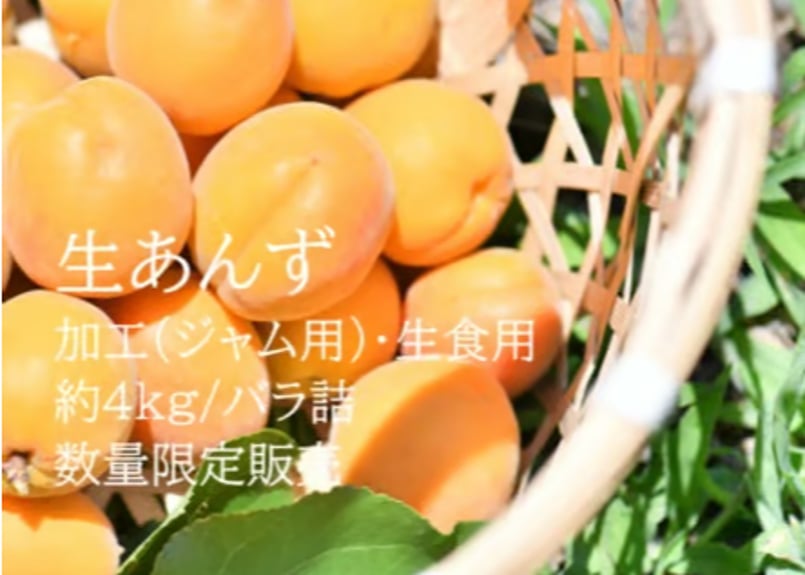 D 生あんず 加工(ジャム用) ・生食用 約4kg/バラ詰 | yokoshima anzu