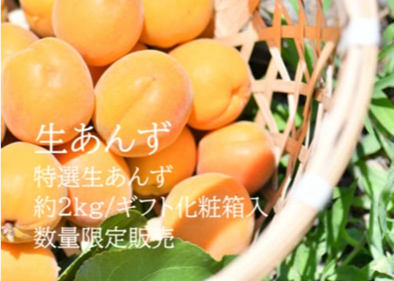 E <特選> 生あんず 約2kg(ギフト用化粧箱入) | yokoshima anzu s