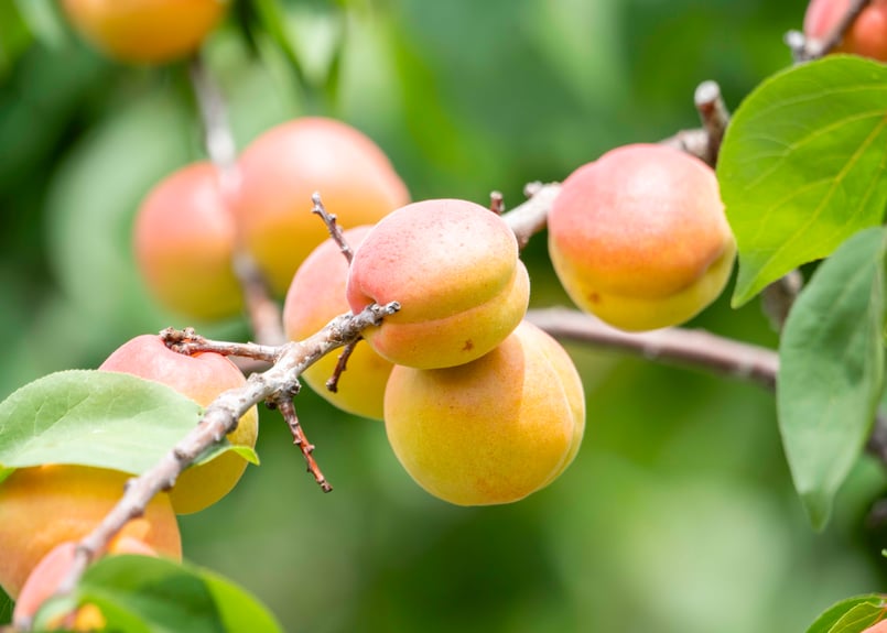 🍊極選 半生杏 100g | yokoshima anzu store (横島 あんず)