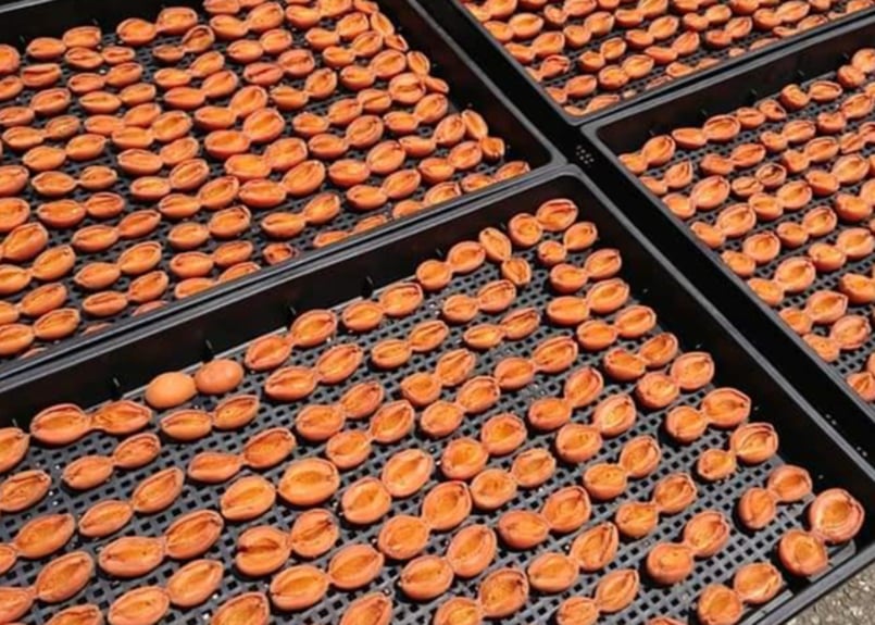 🍊天日干しあんず(ドライ) 100g | yokoshima anzu store (横島 あんず)