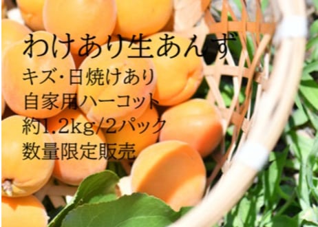 CATEGORY 🍊生あんず 初夏限定 | yokoshima anzu store (横島