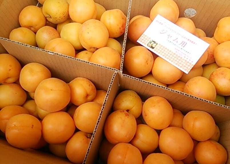 D 生あんず 加工(ジャム用) ・生食用 約4kg/バラ詰 | yokoshima anzu