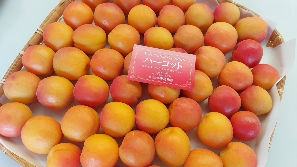 CocoRo♡farm 新鮮な杏（ハーコット）5kg（2kg〜承ります） CocoRo♡farm 新鮮な杏（ハーコット）5kg（2kg〜承ります