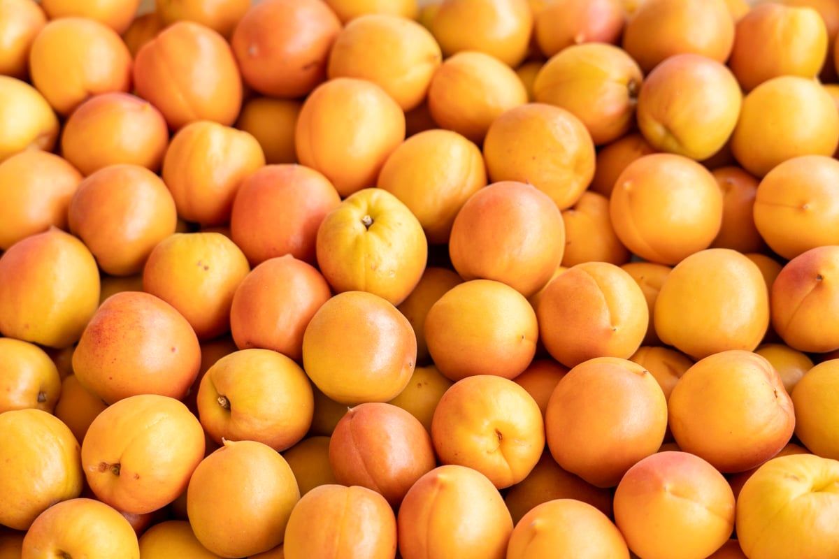 🍊天日干しあんず(ドライ) 100g | yokoshima anzu store (横島 あんず)