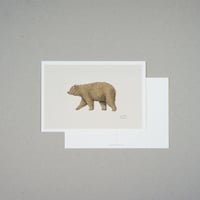 Animals / Brown bear