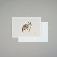 Animals / Coyote
