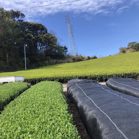 被せ(かぶせ) 特蒸し茶