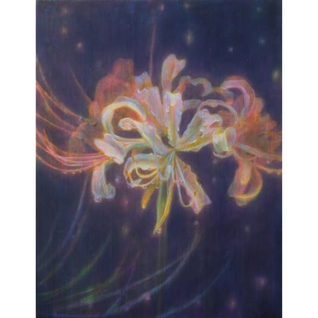 曼珠沙華 Amaryllis