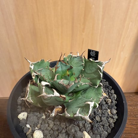 アガベ姫厳竜 | STORES