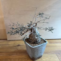 オペルクリカリア パキプス 伝市鉢　12-13