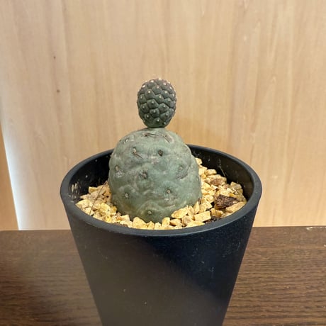 ゲオメトリクス | STORES