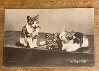 葉書cat