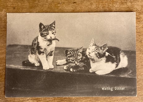 葉書cat