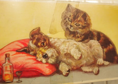 tin缶　（cat&dog)