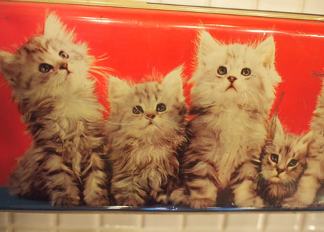 tin缶　（cats)