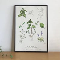 Herbal Poster (A2)