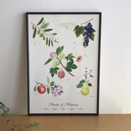 Fruits & Flower Poster(A2)