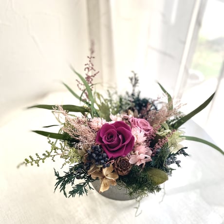 ことり ポット発送839⭐️Ashwood 【ASHWOODIENSIS】 新ロック・フェス