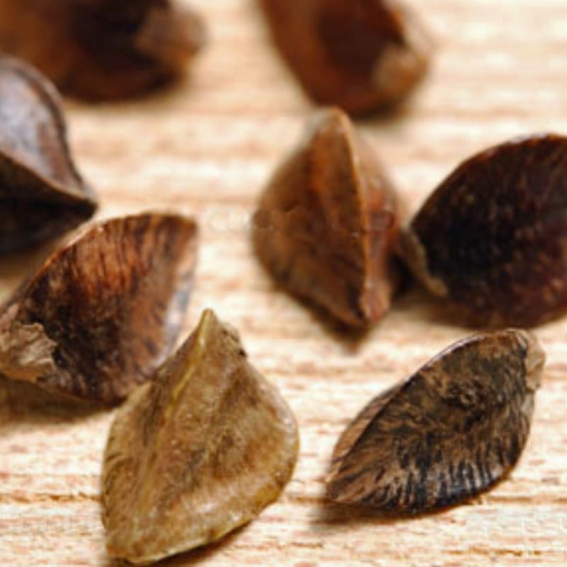 MIKURI - S ホワイト | KAMIHITOE Store