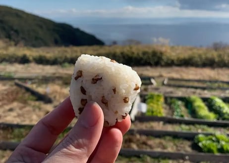 種まきから始めたぷちぷちのもち麦