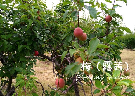 なすの梅紫蘇