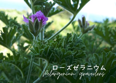 春の畑の五馳走茶（ごちそうちゃ）