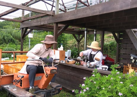 夏の畑の五馳走茶（ごちそうちゃ）