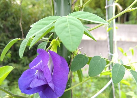 夏の畑の五馳走茶（ごちそうちゃ）