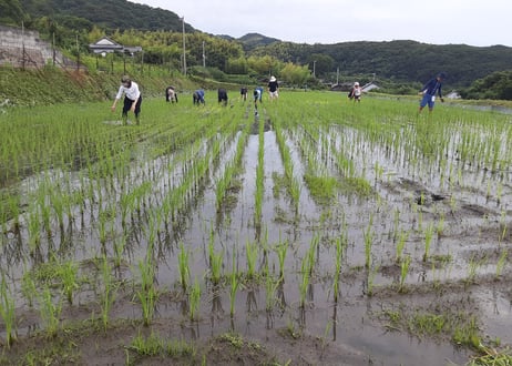 秋の畑の五馳走茶（ごちそうちゃ）