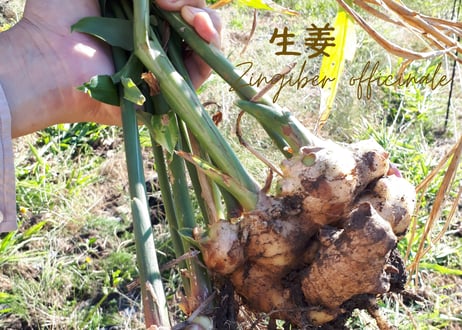 玉ねぎと生姜のスイートチリ