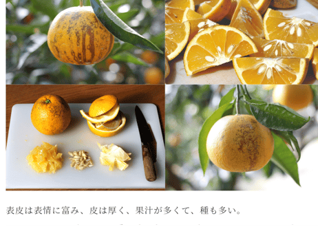 森果樹園さんのなるとオレンジを使ったなるとオレンジのママレード