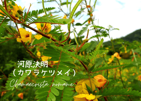 秋の畑の五馳走茶（ごちそうちゃ）