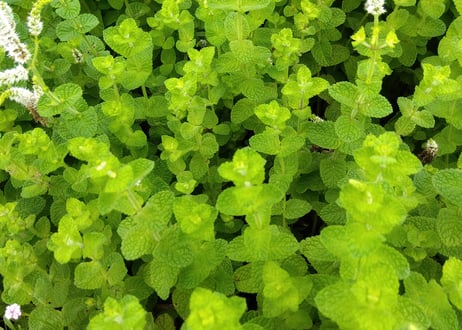 夏の畑の五馳走茶（ごちそうちゃ）
