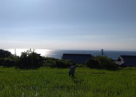 秋の畑の五馳走茶（ごちそうちゃ）