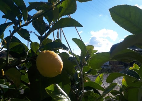 平岡農園さんのレモンを使ったレモンのママレード