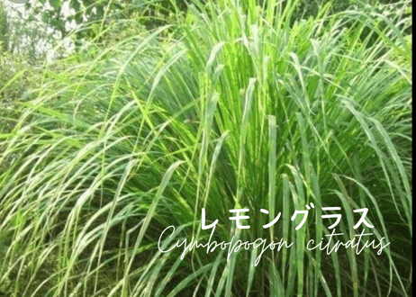 秋の畑の五馳走茶（ごちそうちゃ）