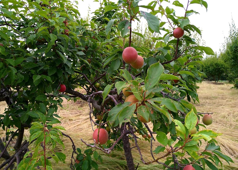 賀集繁功園さんの露茜を使った梅のジャム | farm studio SHOP