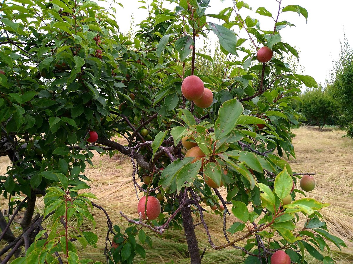 賀集繁功園さんの露茜を使った梅のジャム | farm studio SHOP