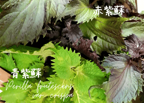 なすの梅紫蘇