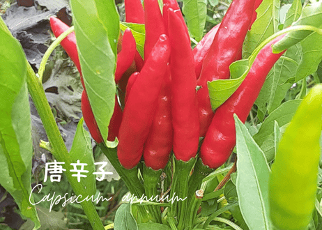 玉ねぎと生姜のスイートチリ