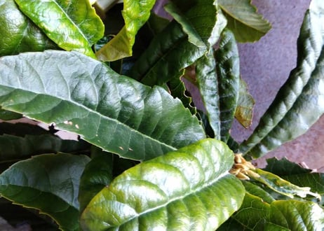 冬の畑の五馳走茶（ごちそうちゃ）