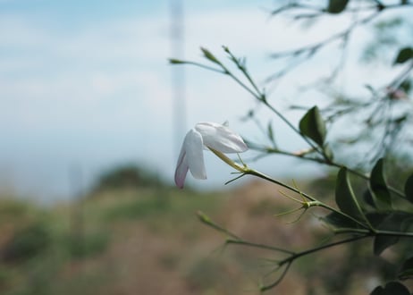 夏の畑の五馳走茶（ごちそうちゃ）
