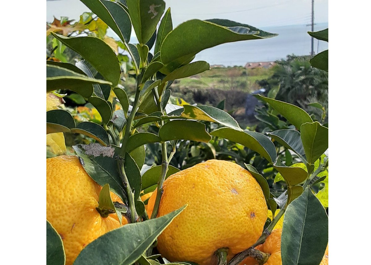 淡路島産のゆずを使ったゆずのママレード | farm studio SHOP