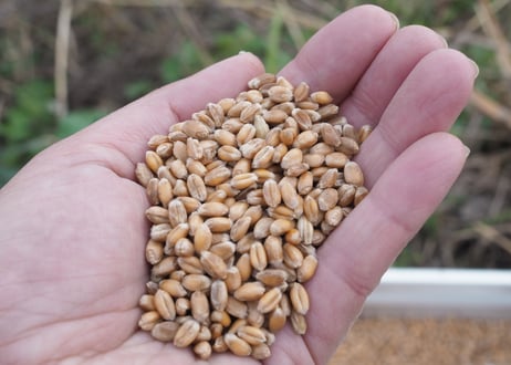 種まきから始めた小麦の全粒粉