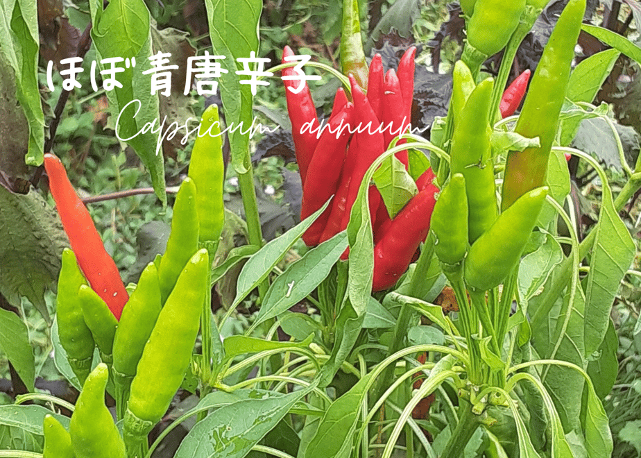 62f597365ff4231a3c8f31c8