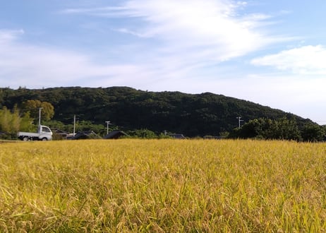 冬の畑の五馳走茶（ごちそうちゃ）