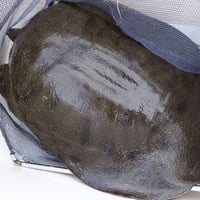 食用 天然すっぽん  1枚（1.0kg〜1.5kg）