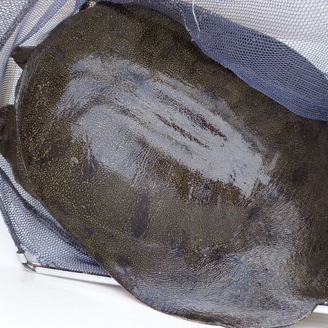 食用 天然すっぽん  1枚（1.5kg〜2.0kg）