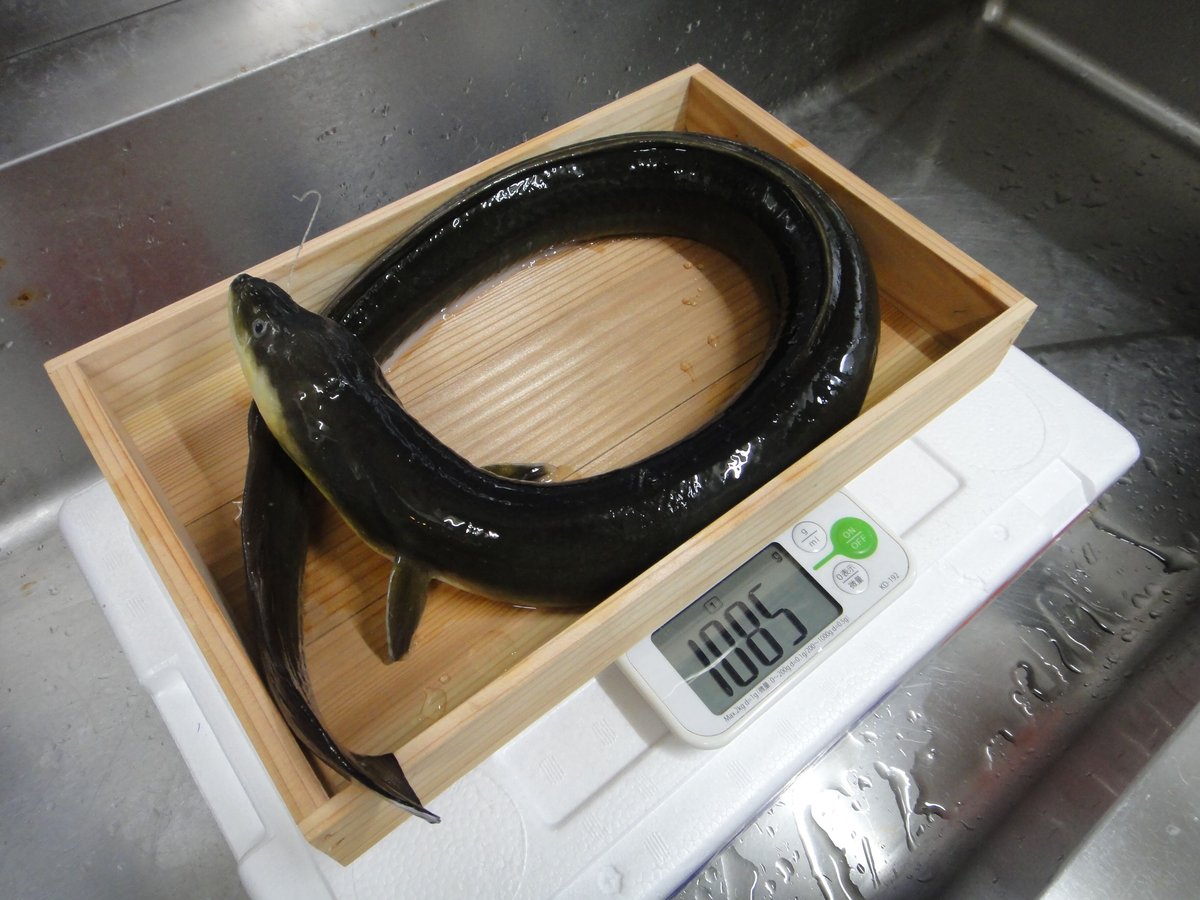 fit=scale-down,w=1200